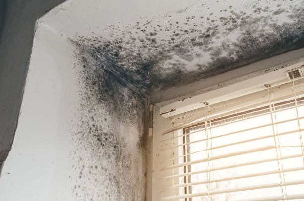 Affordable Mold Removal solutions in Bridgeport, PA